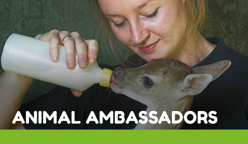 animal ambassadors image