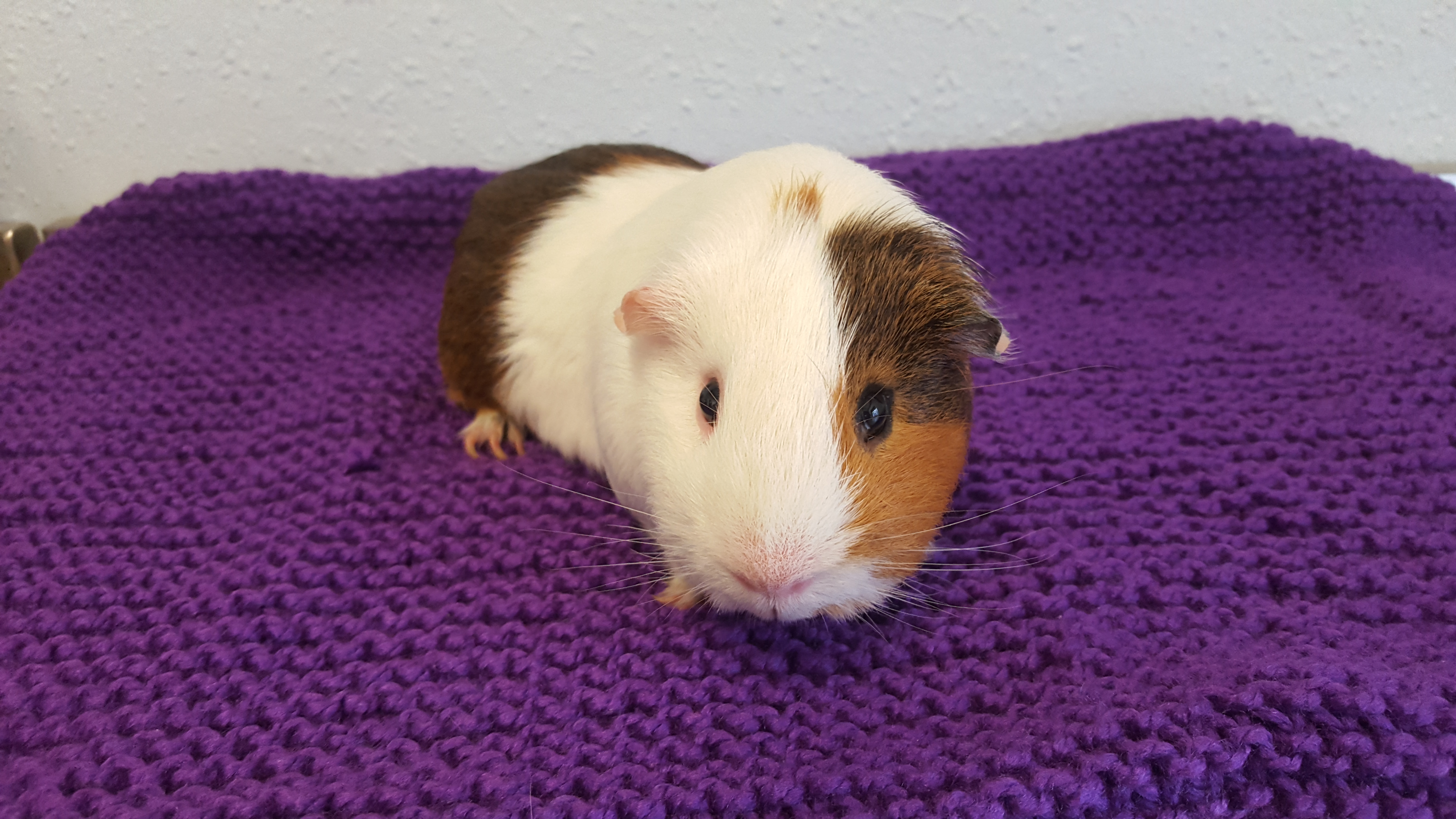 Scottish SPCA seeking information after Guinea pigs found abandoned in ...