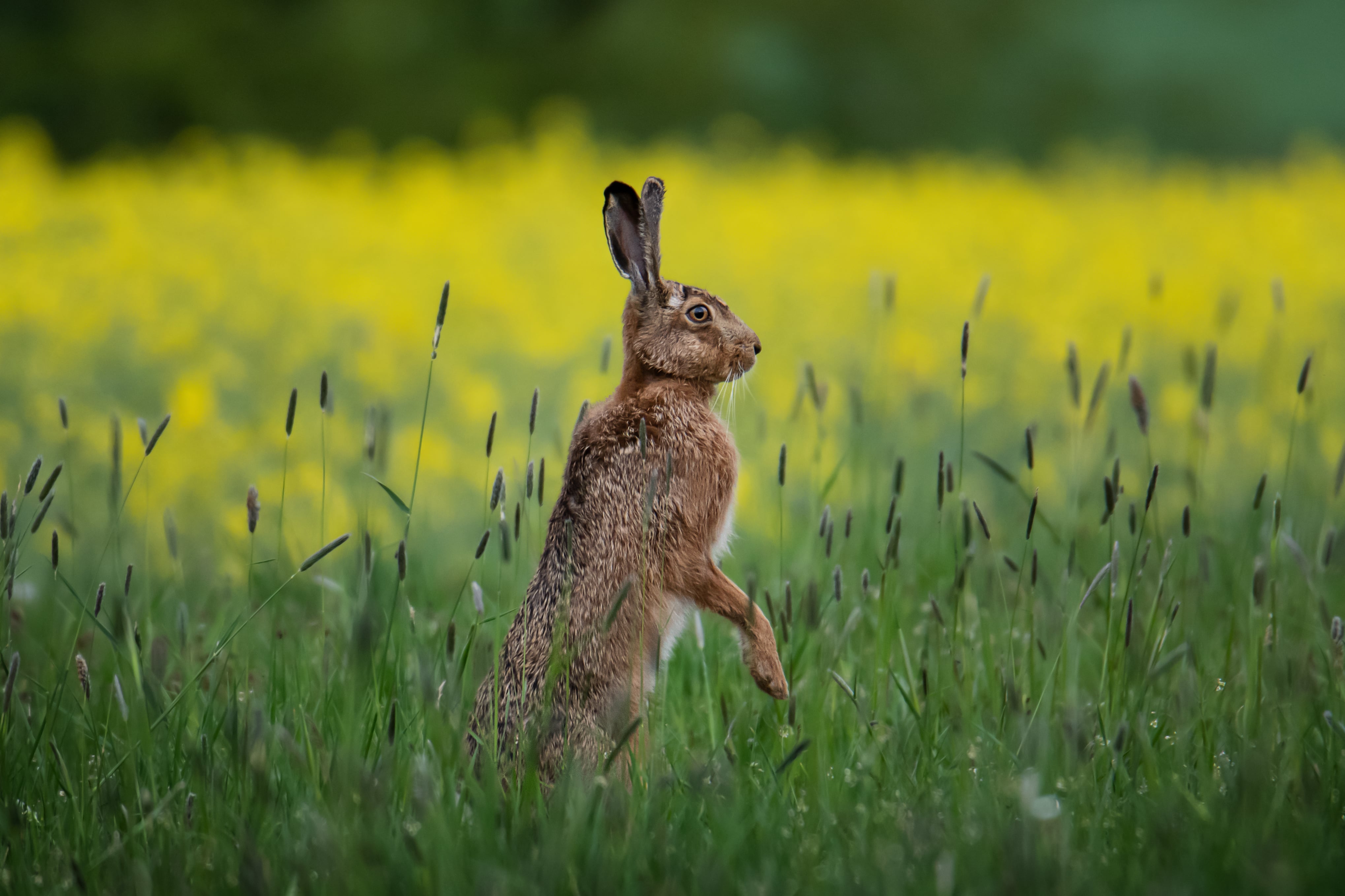 Rabbit SSPCA