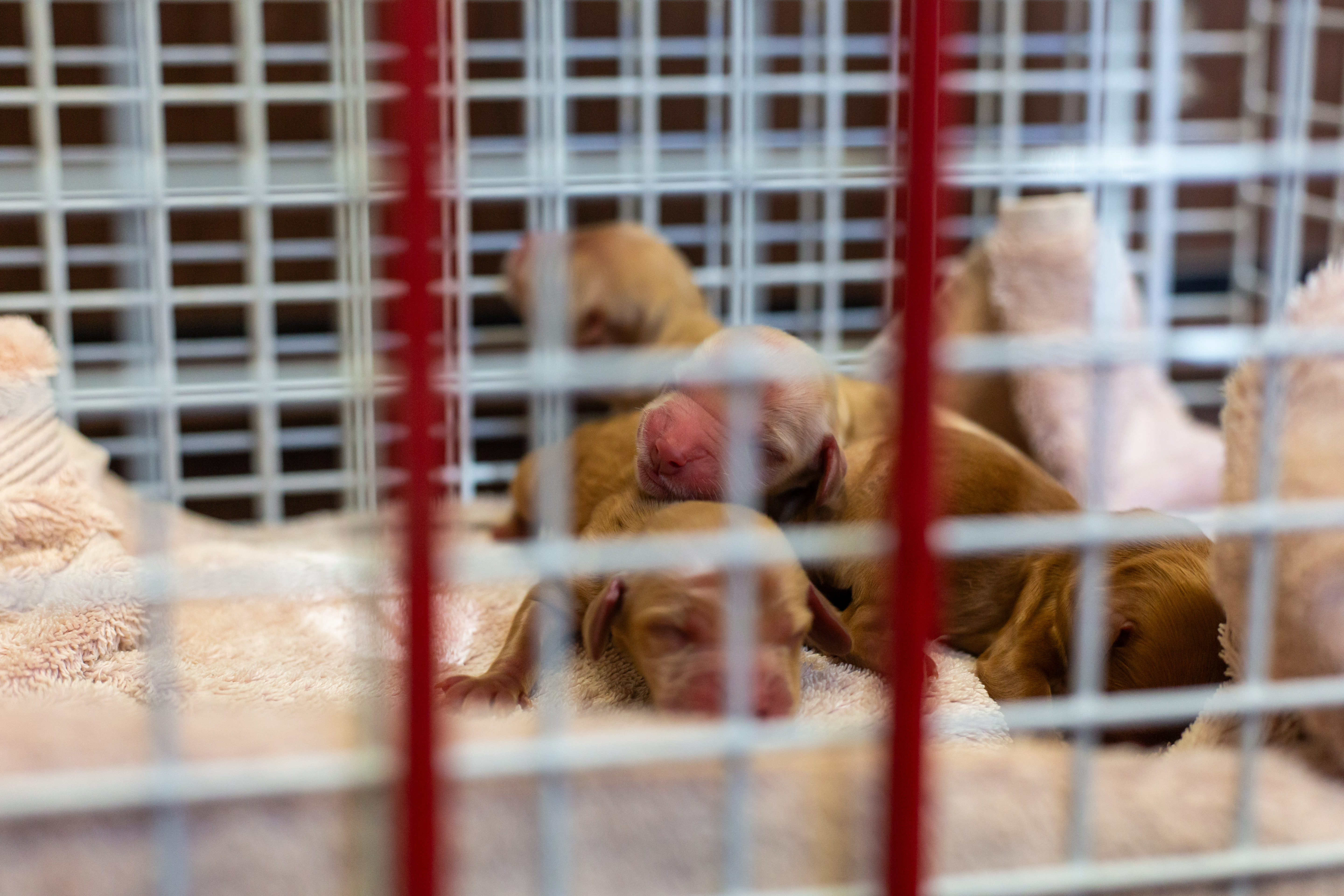 puppies in crate