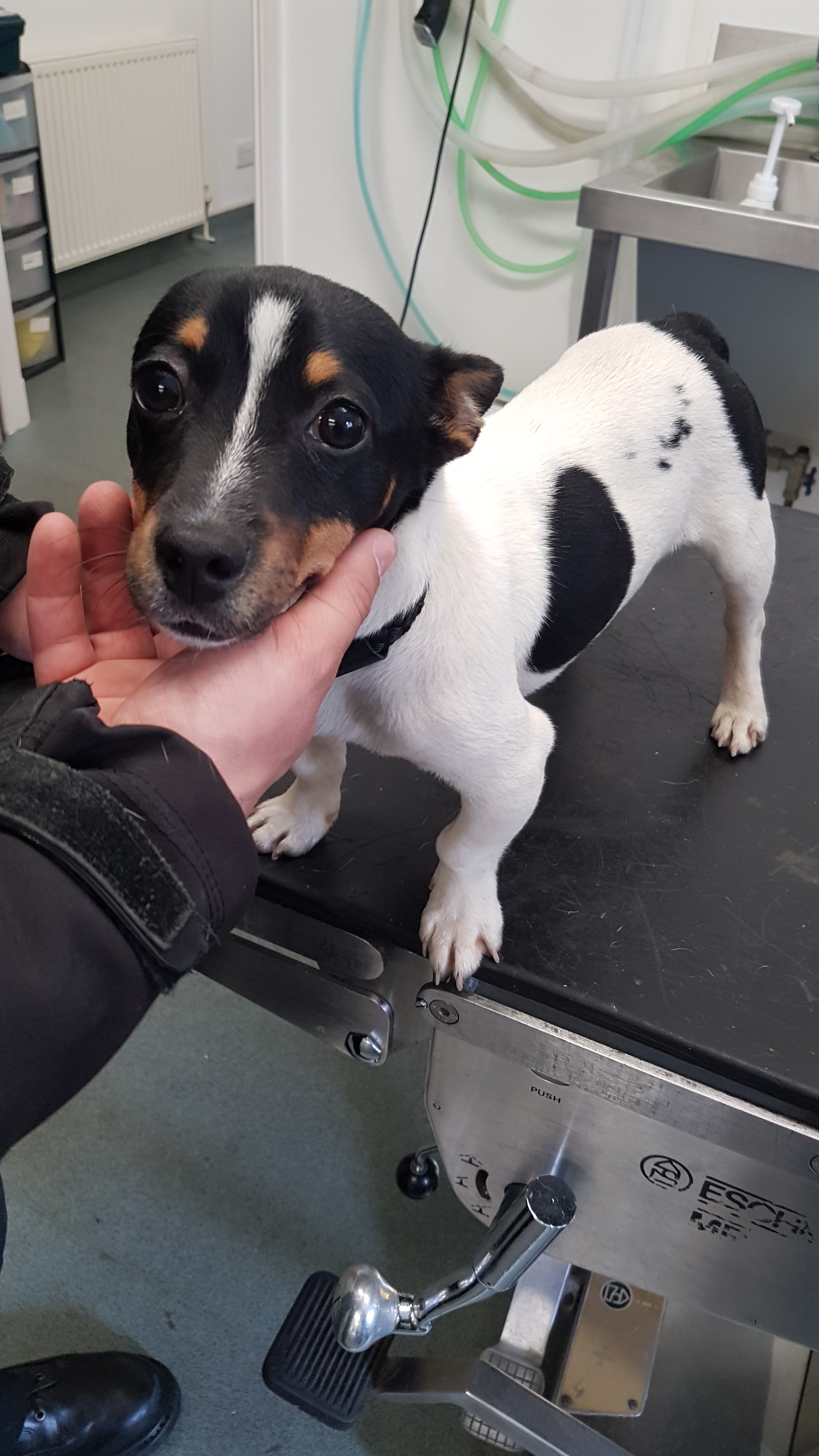 Jack Russell Terrier With Botched Tail Docking Found In