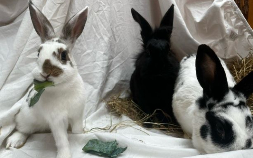 Serabi, Willow & McBunny