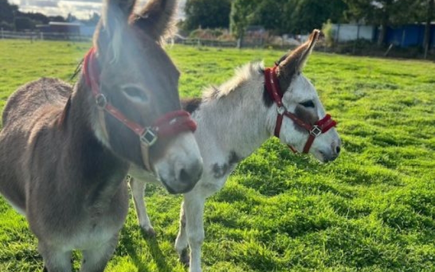 Snowy and Pedro