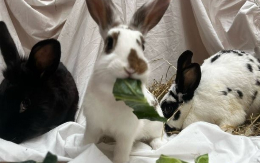 Serabi, Willow & McBunny