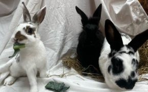 Serabi, Willow & McBunny