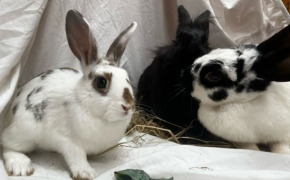 Serabi, Willow & McBunny