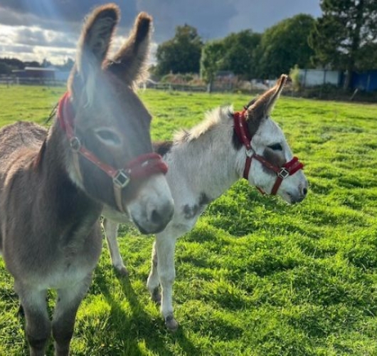 Snowy and Pedro