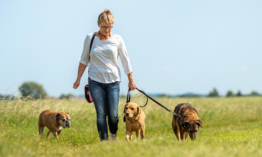 Finding The Right Dog Walker