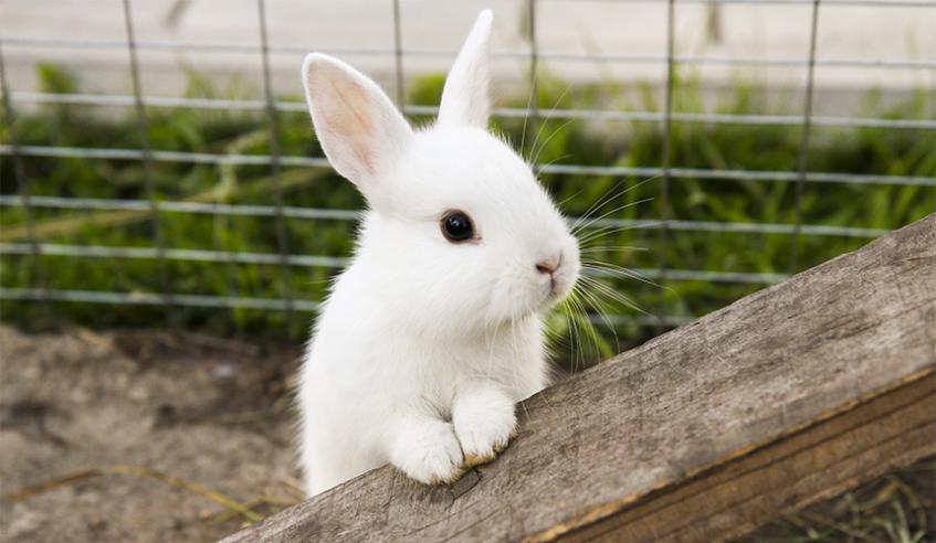 Rehoming a Rabbit | Scottish SPCA