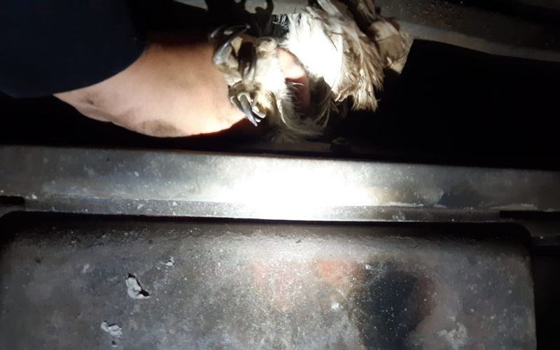 a Scottish SPCA animal rescue officer holds an owl's feet as it is trapped in a chimney flue
