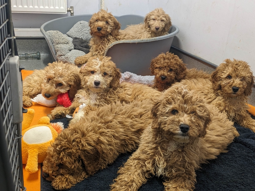 eight puppies sitting together in kennel