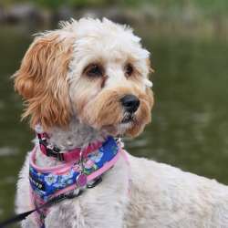 cora in front of water