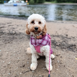 cora on beach wearing harness