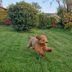 indie running with ball in his mouth