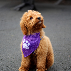 indie sporting scottish spca bandana at fundraising event