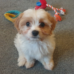 Freddie sitting and looking at the camera