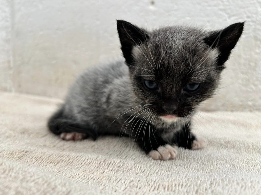 Kittens with rare fever coat phenomenon - Scottish SPCA