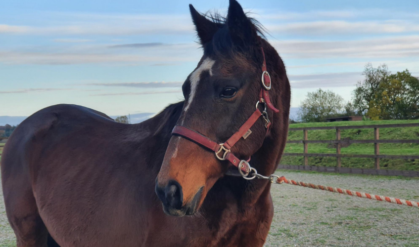 Disco brown thoroughbred horse 