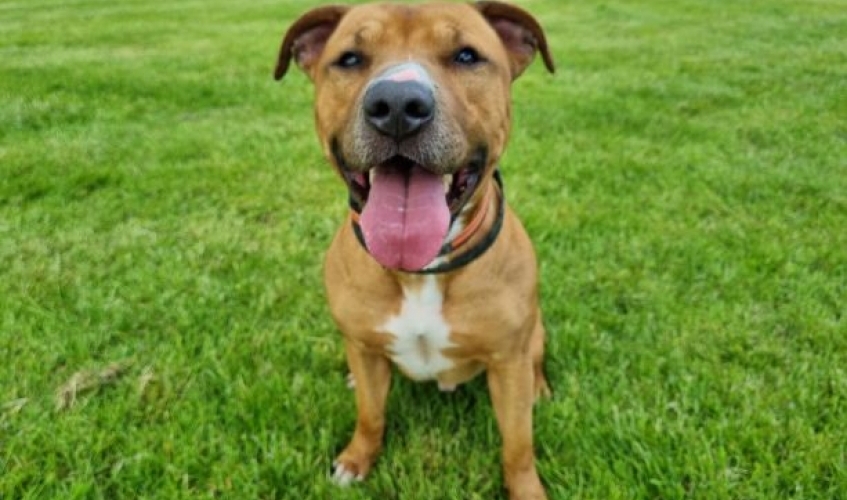 A happy brown and white staffy sitting on grass