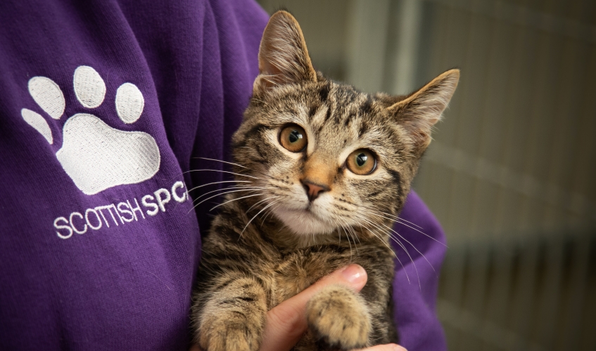 close up of a tabby cat held by a member of scottish spca staff wearing a purple uniform jumper with the Scottish SPCA logo visible