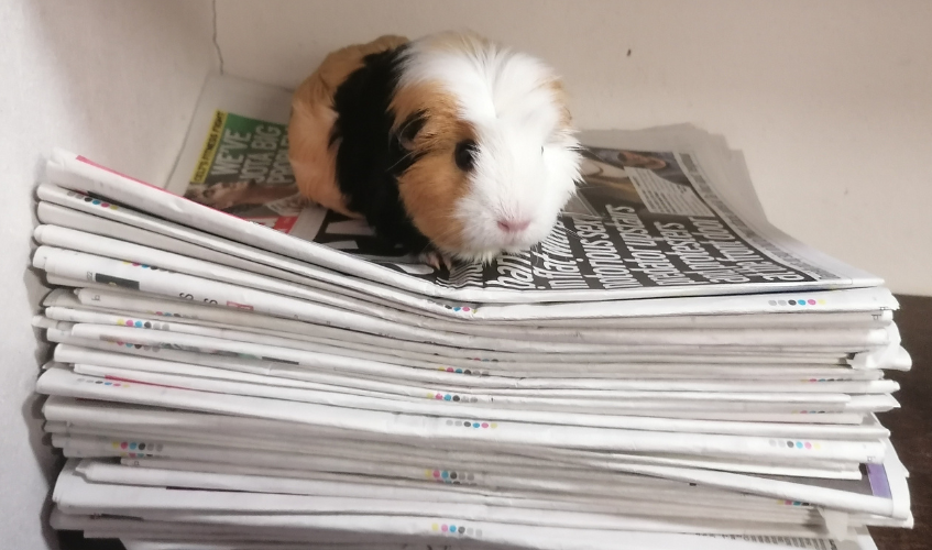 Brown, black and white Guinea pig sits on top of a stack of newspapers