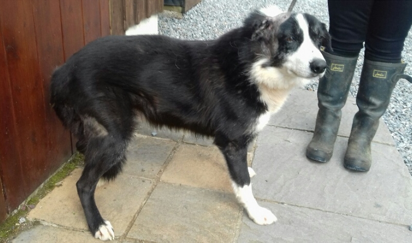 Border clearance collie wellies