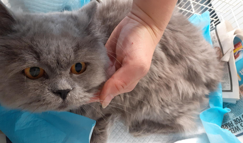 Fluffy grey cat lies on blue medical paper in a cage. Their head is gently held up by a human hand.