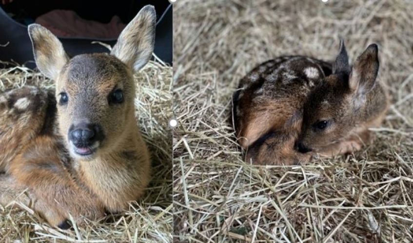 Fawns small hot sale dog rescue