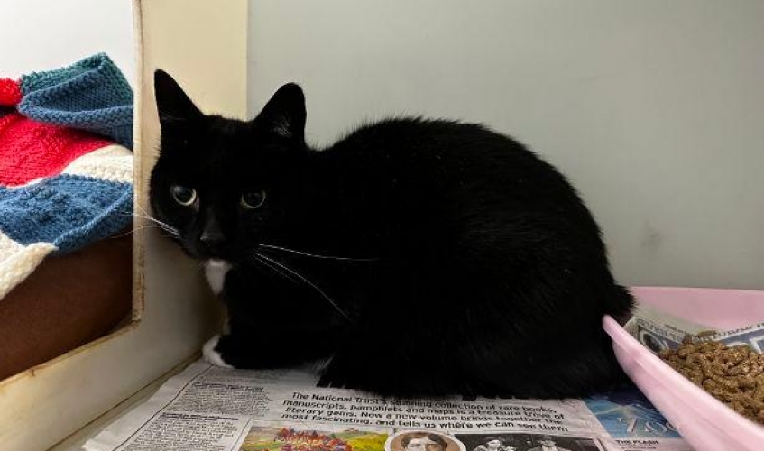 a black cat sitting on newspaper in a cattery next to a bed and a litter tray