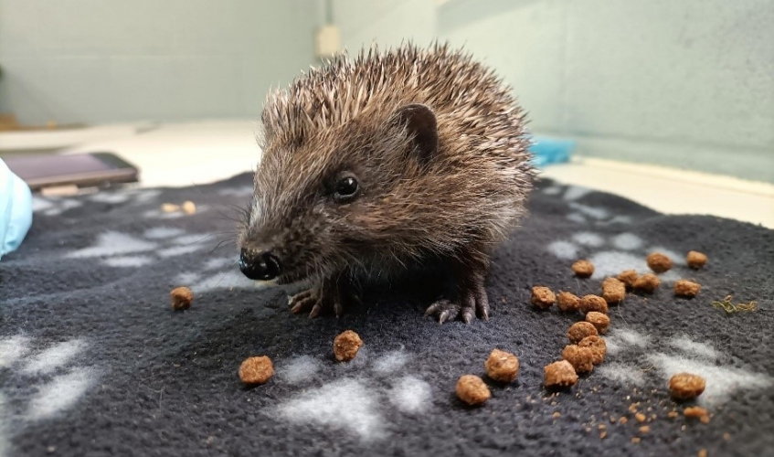 Public asked to look out for hoglets this autumn SSPCA