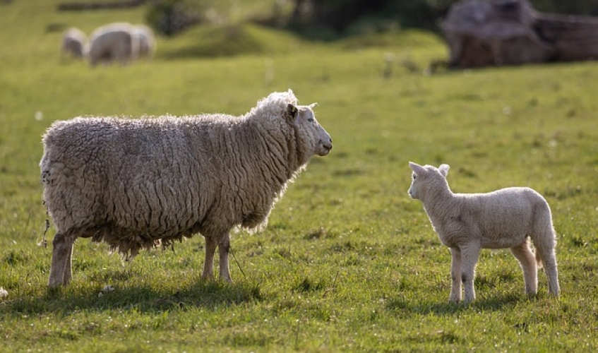 Sheep and Lamb in a field