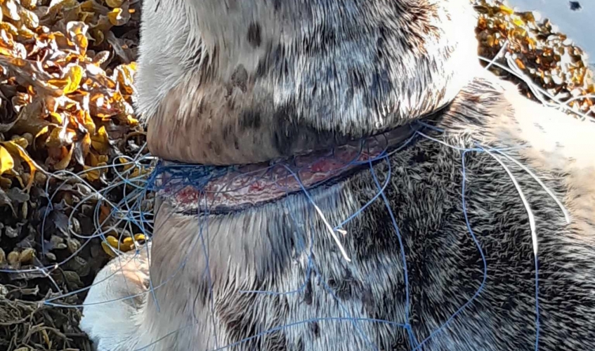 Seal with fishing wire round her neck