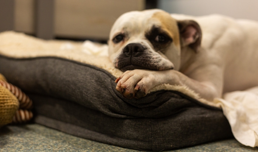 dog lying on bed