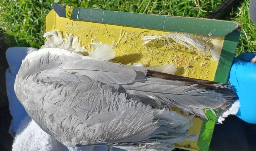 Seagull stuck on glue trap