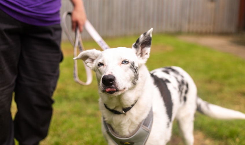 Aurora the deaf Border Collie