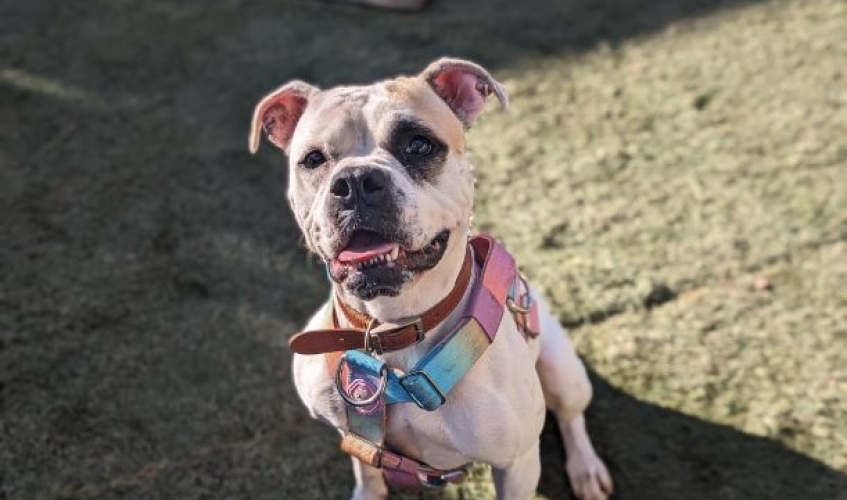 Denali the three-legged dog looking for a home from Lanarkshire