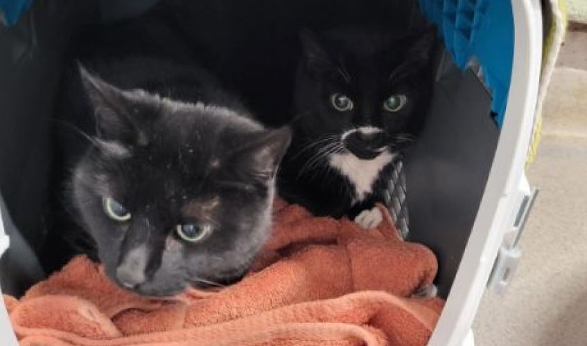 Hurtado and Garcia sitting in a pet carries on an orange towel