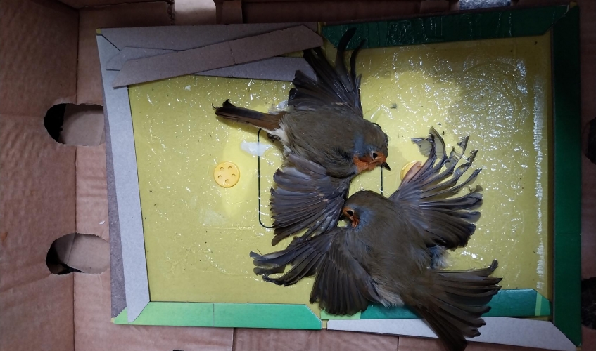 Robins stuck in glue trap