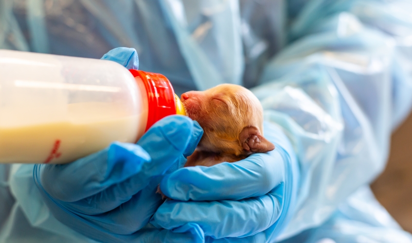 puppy being fed