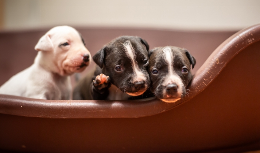 Staffy puppies