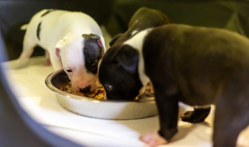 staffy pups