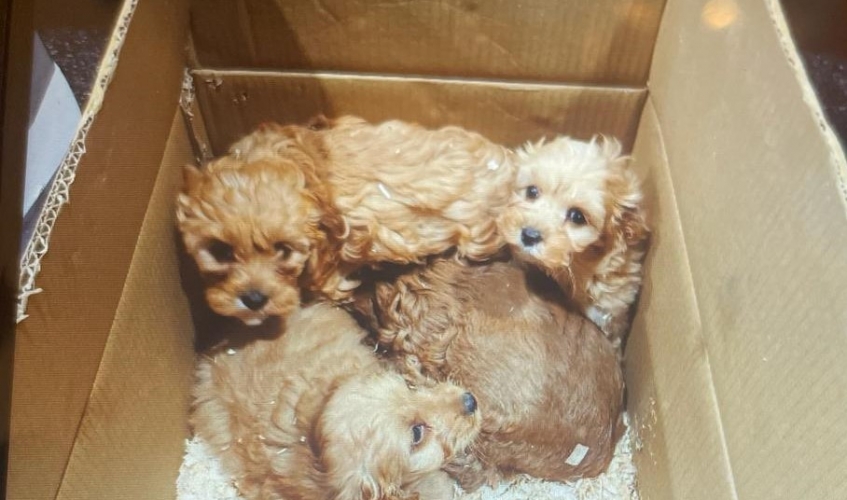 puppies found under a lorry at Cairnryan