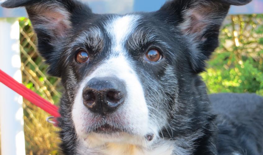 how old was the oldest border collie