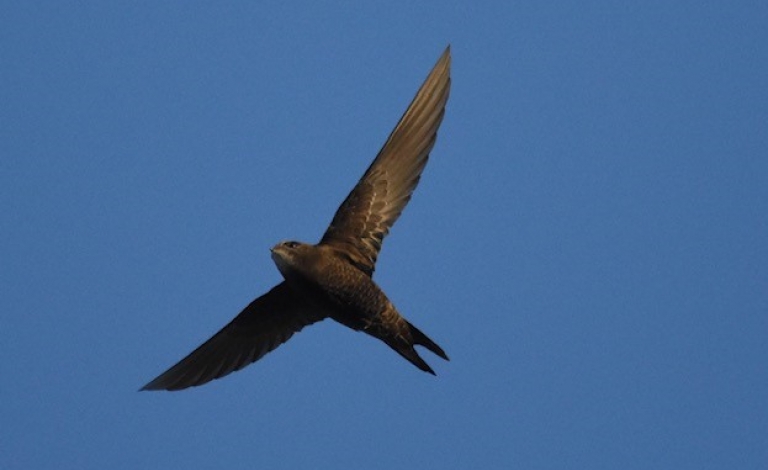 Swifts, swallows and martins | SSPCA