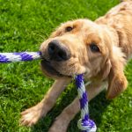 Dog with toy