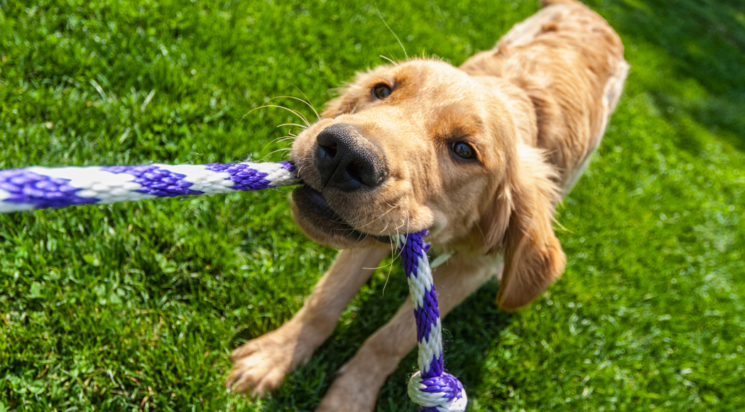 Dog with toy