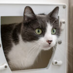 Grey and white cat looking through a catflap.