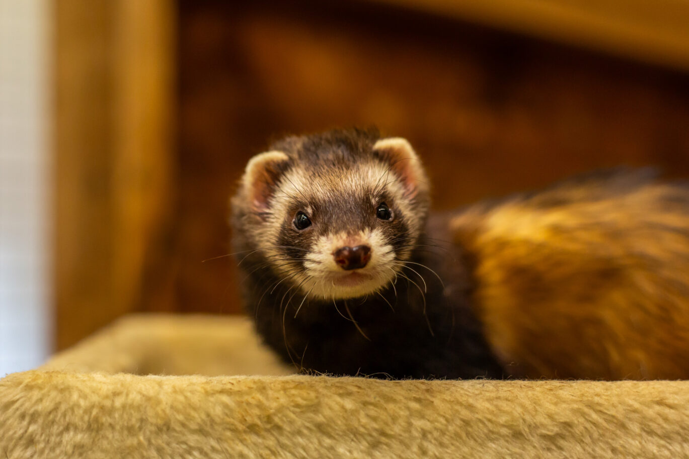 Brown and white ferret looing at the camera