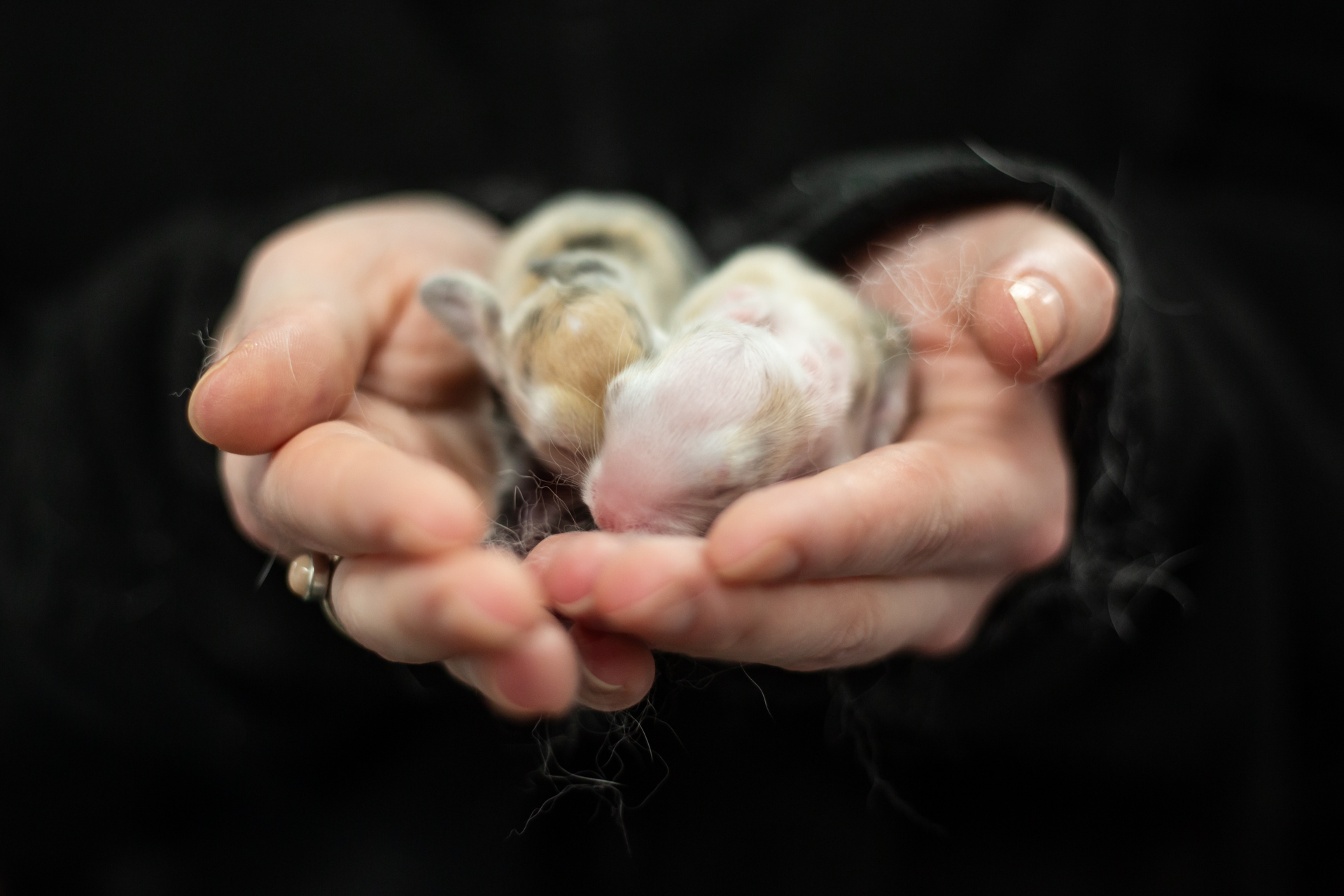 Two baby rabbits sitting in someone's hands.