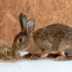 Brown bunny eating some hay